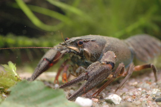 Edelkrebs crawfish