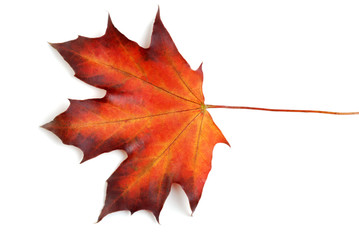 canadian maple leaf in the autumn