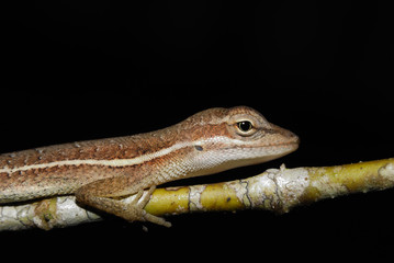 Anolis auratus - (polychrotidae sauria)