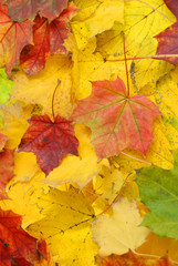 Naklejka na ściany i meble fall colored maple foliage