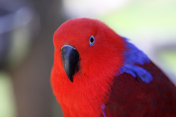 Edelpapagei (Weibchen)