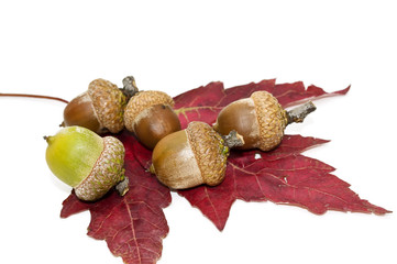 Acorns and maple leaf.