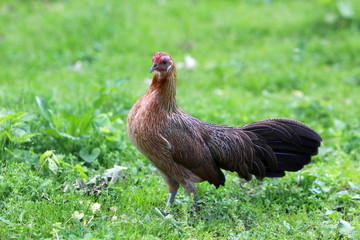 Braune Henne auf einer Wiese