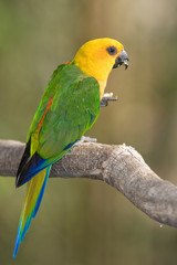 Colorful Parrot