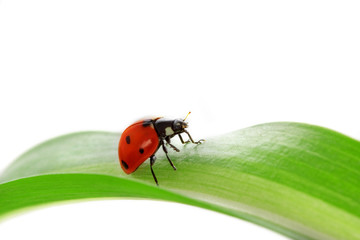 Ladybird on the green shoots