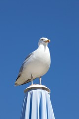 Möwe