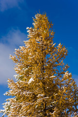autumn larch
