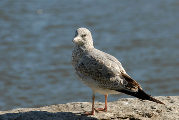 A seagull rests on rocks waiting to scavenge some food ..