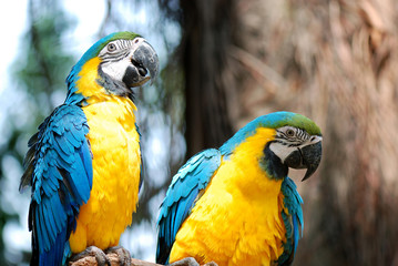 beautiful parrot
