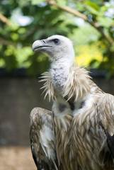 vulture