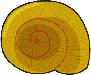 Fototapeta premium snail shell