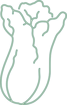 vegetable