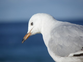 Silver Gull