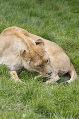 lionne
