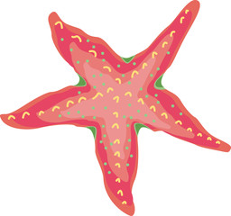 sea star fish