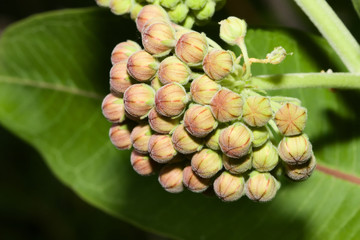 Common Milkweed Flower