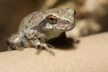 Cope's Gray Tree frog