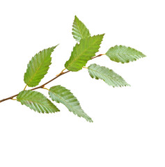 Tree branch isolated on white background