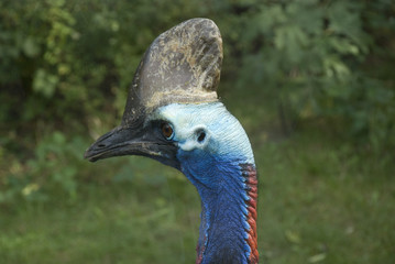 vogelkopf mit horn