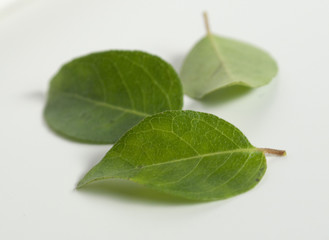 Obraz premium curry leaves; Curryblätter