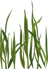 Rolgordijnen grass © liusa