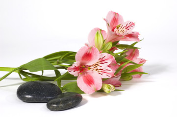 Fototapeta na wymiar Spa still life with wild pink orchid over on white background