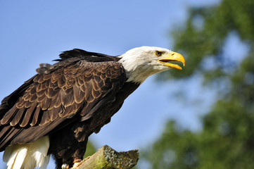 raubvogel