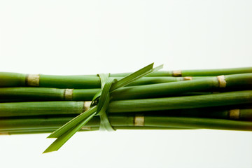 Obraz premium Schachtelhalm