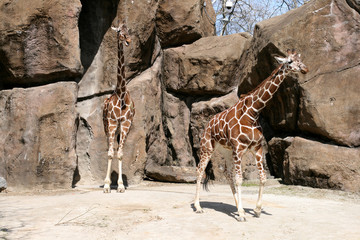 Giraffes