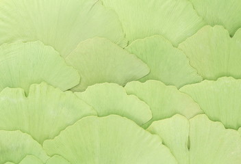 gingko background