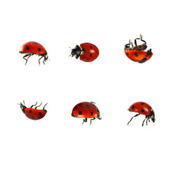 Collection of ladybugs isolated on white
