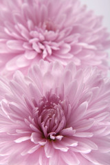 Flower of a chrysanthemum