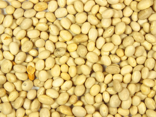 Haricot beans abstract background