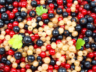 Currant with leaves abstract background