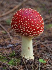 Fly agaric mushroom on needle texture