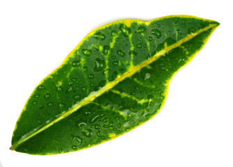 Fototapeta na wymiar Croton leaf isolated on white