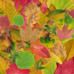 Autumn leaves background