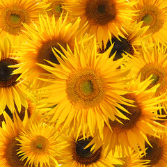Fototapeta premium Sunflower blooms background