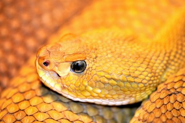 Fototapeta premium snake