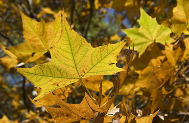 leaves close up in october