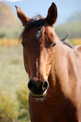 Fototapeta premium Le cheval
