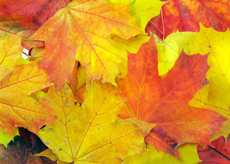 Naklejka na ściany i meble Background made of autumn leaves