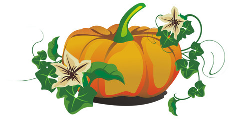 Vector pumpkin for halloween or thanksgiving day design
