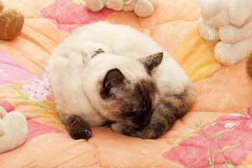 chat au milieu de peluche