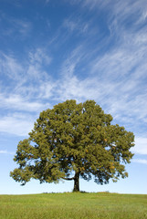 Fototapeta na wymiar Duży Oak Tree z Błękitnego Nieba Całkiem