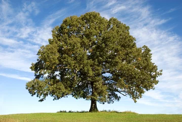 Foto op Plexiglas Grote eikenboom met blauwe lucht © Cheryl Davis