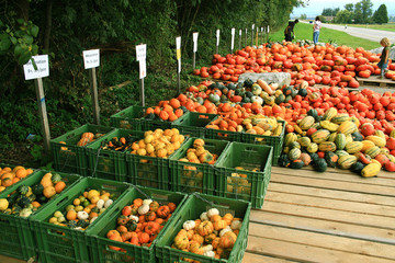 Verkaufsstand für Kürbisse