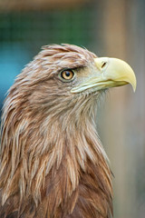 Portrait of eagle