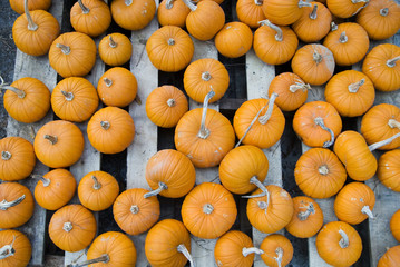 Pumpkins