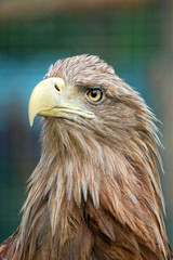 Portrait of eagle